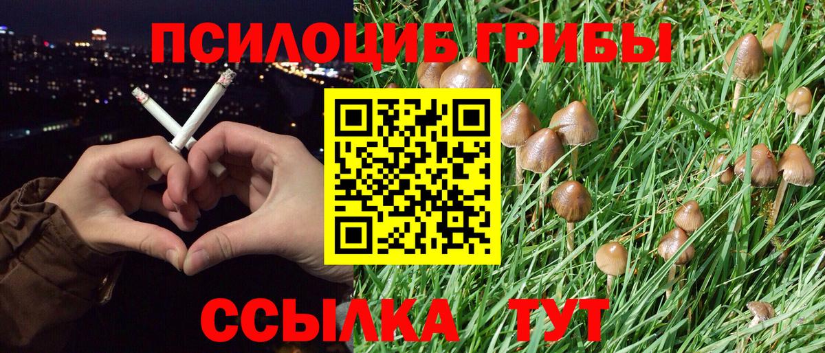 Галлюциногенные грибы Psilocybine cubensis Дмитров